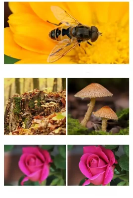 Objectif Macro Grand Angle Easy045 large photo macro