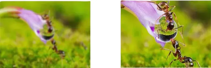 Objectif Macro Easy Vision pour smartphone filmant une fourmi