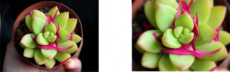 Objectif Macro Easy Vision pour smartphone photo cactus